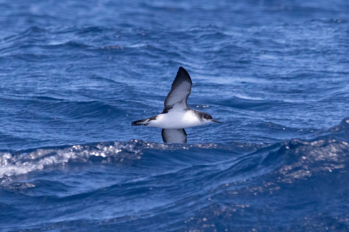 Manx Shearwater - ML493341701