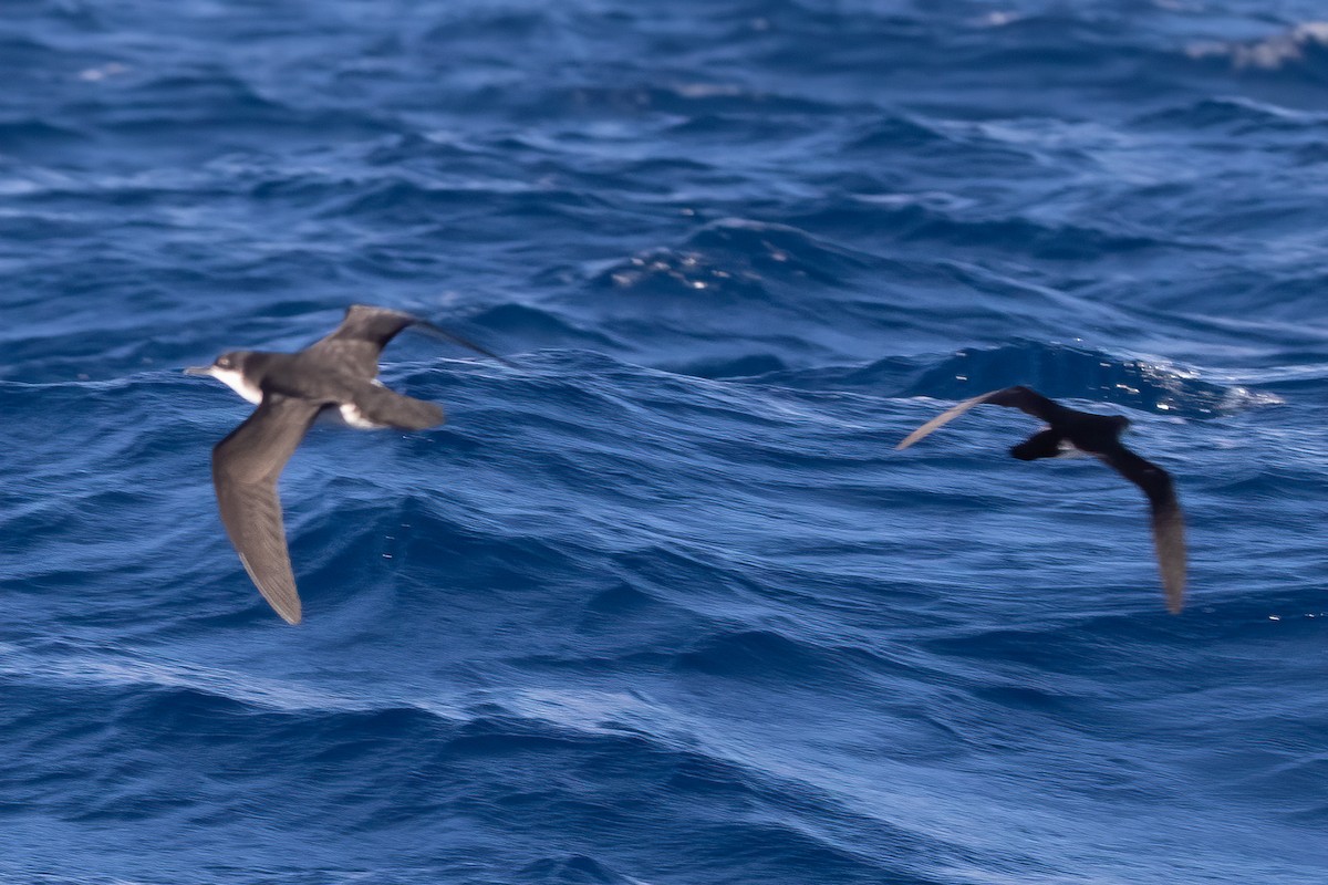 Barolo Shearwater - Miguel Rodríguez Esteban