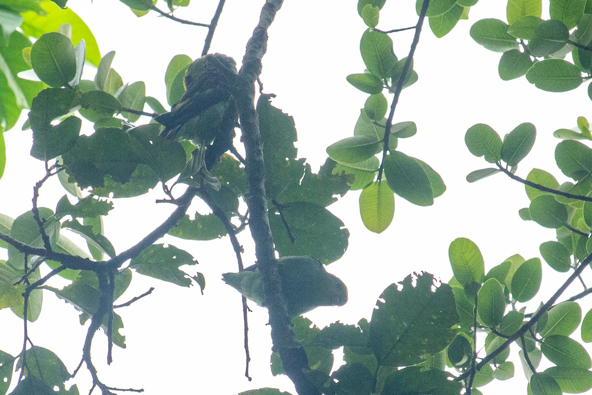 Lilac-tailed Parrotlet - ML493341981