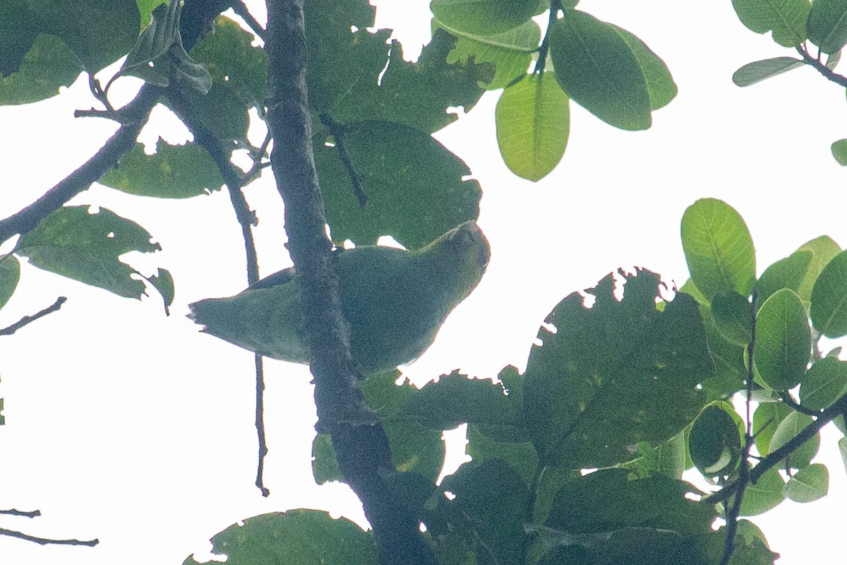 Lilac-tailed Parrotlet - ML493341991