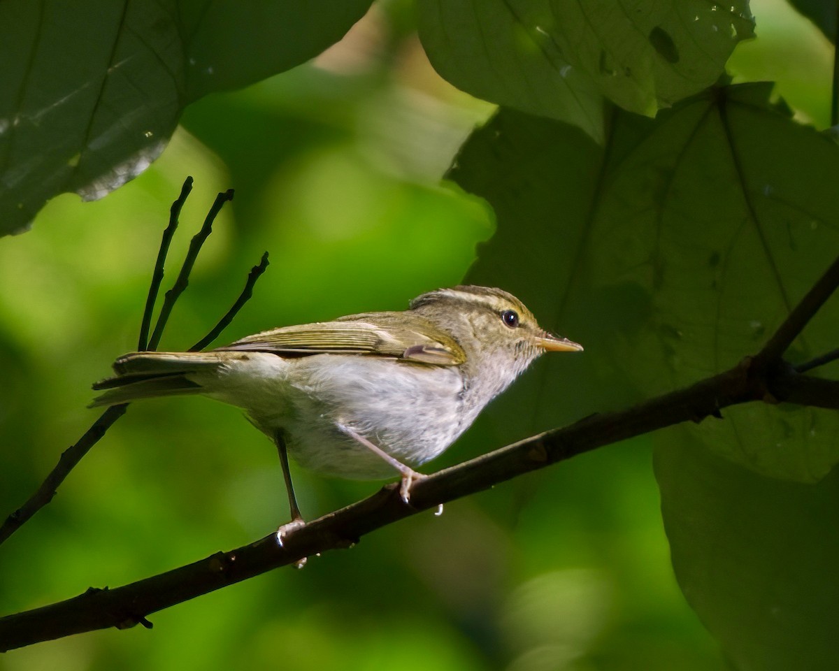 Emei Leaf Warbler - ML493342111