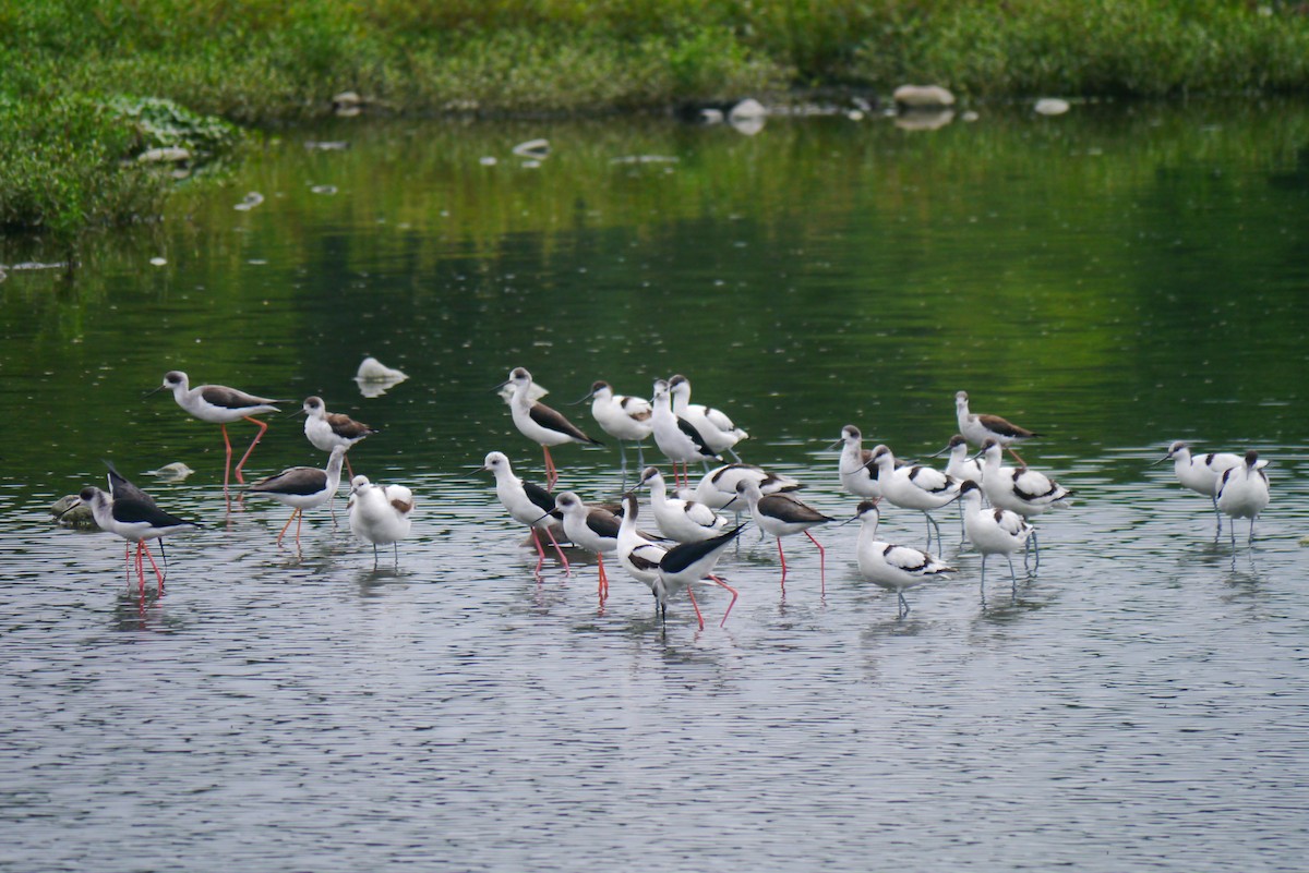 Black-winged Stilt - ML493342141