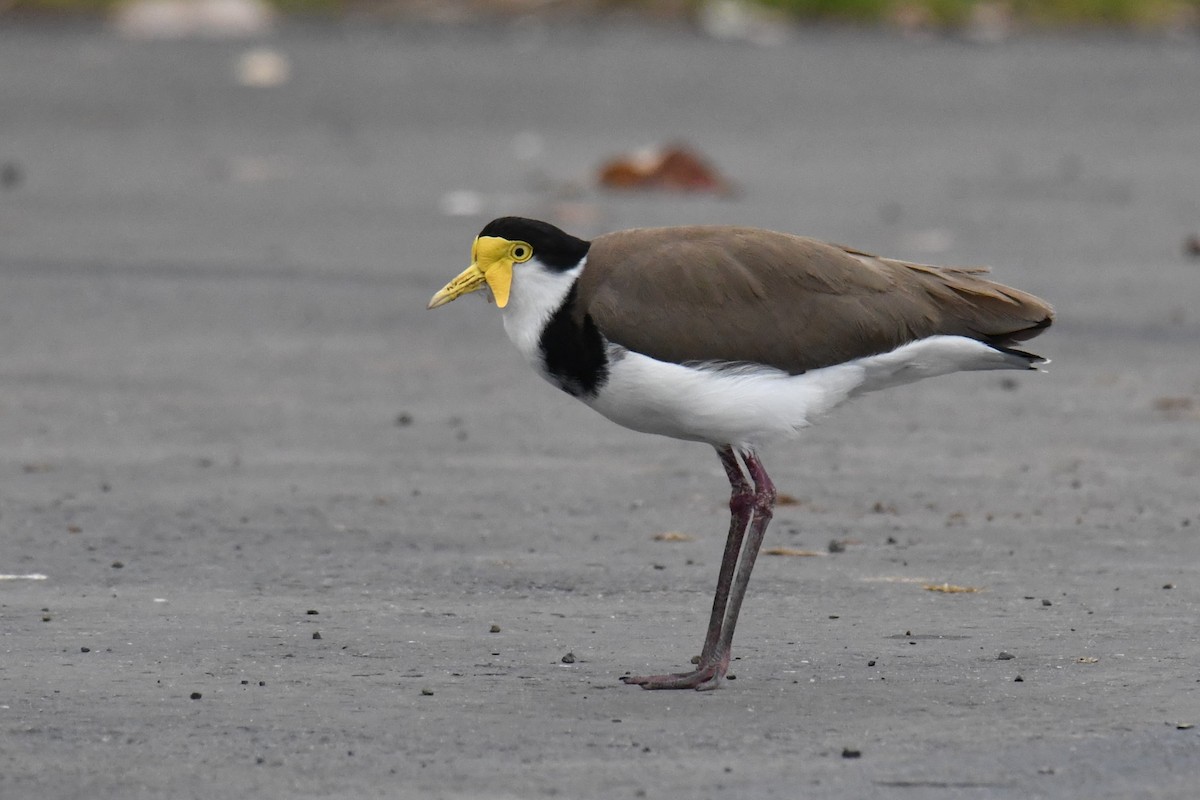 Masked Lapwing - ML493342931