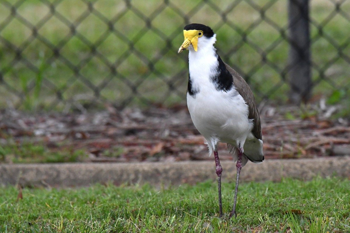 Masked Lapwing - ML493342941