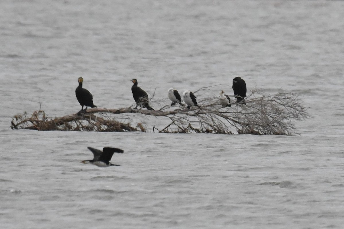 Little Pied Cormorant - ML493342991