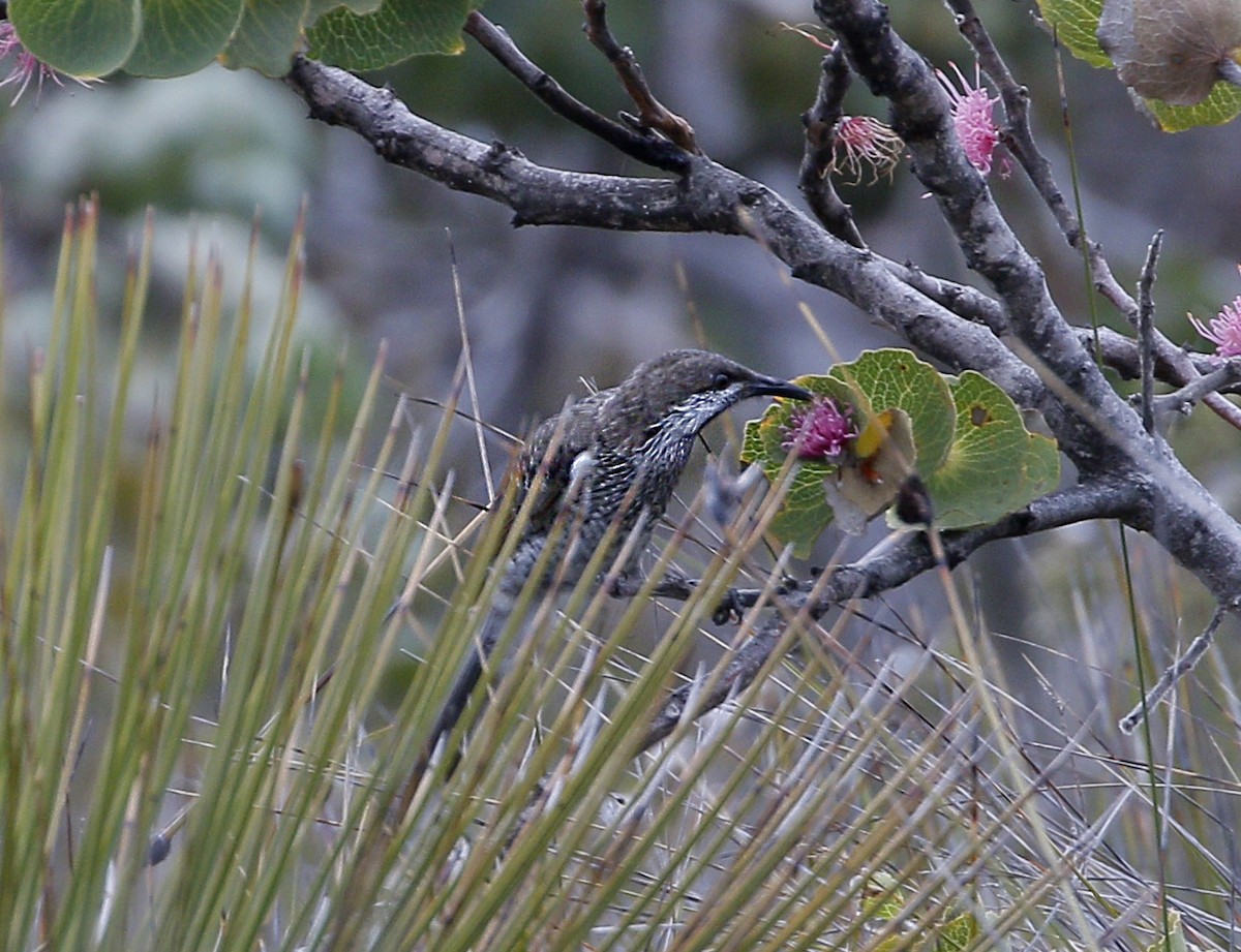 Western Wattlebird - ML493343111