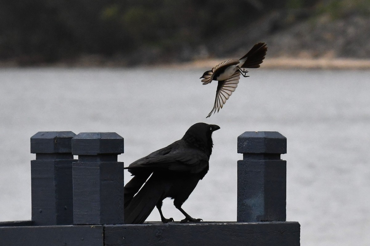 Australian Raven - ML493343141