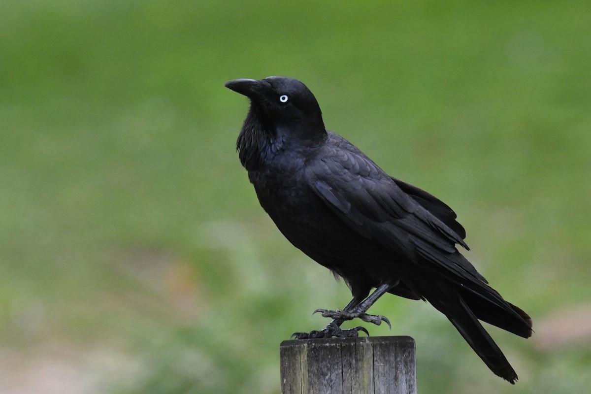 Australian Raven - ML493343151