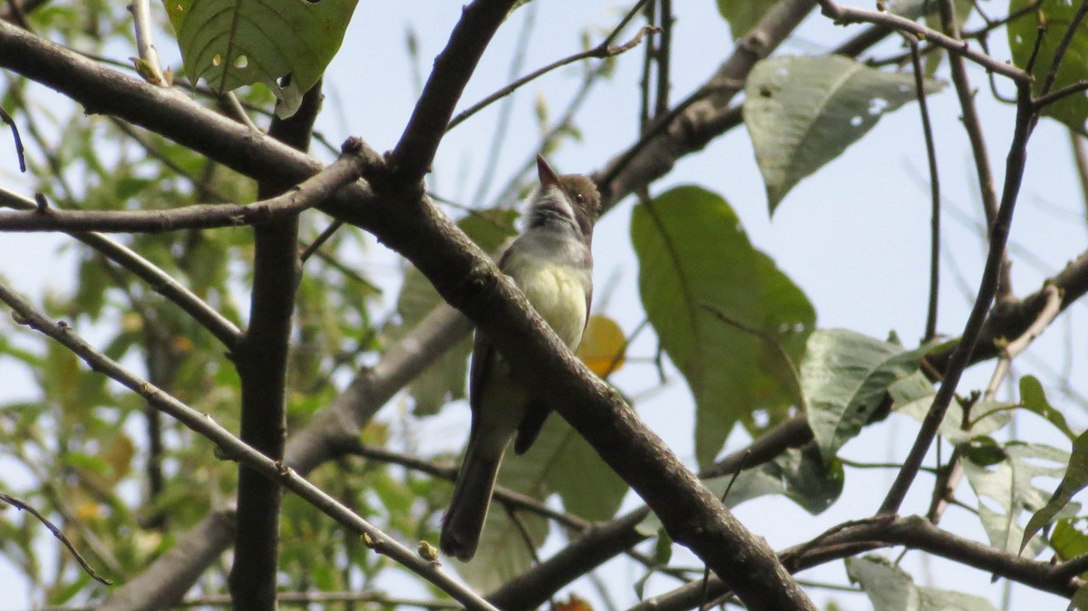 Swainson's Flycatcher (swainsoni Group) - ML493344211