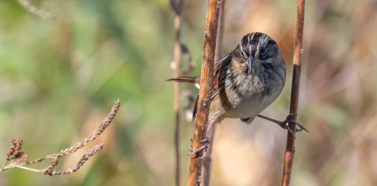 Swamp Sparrow - ML493344291