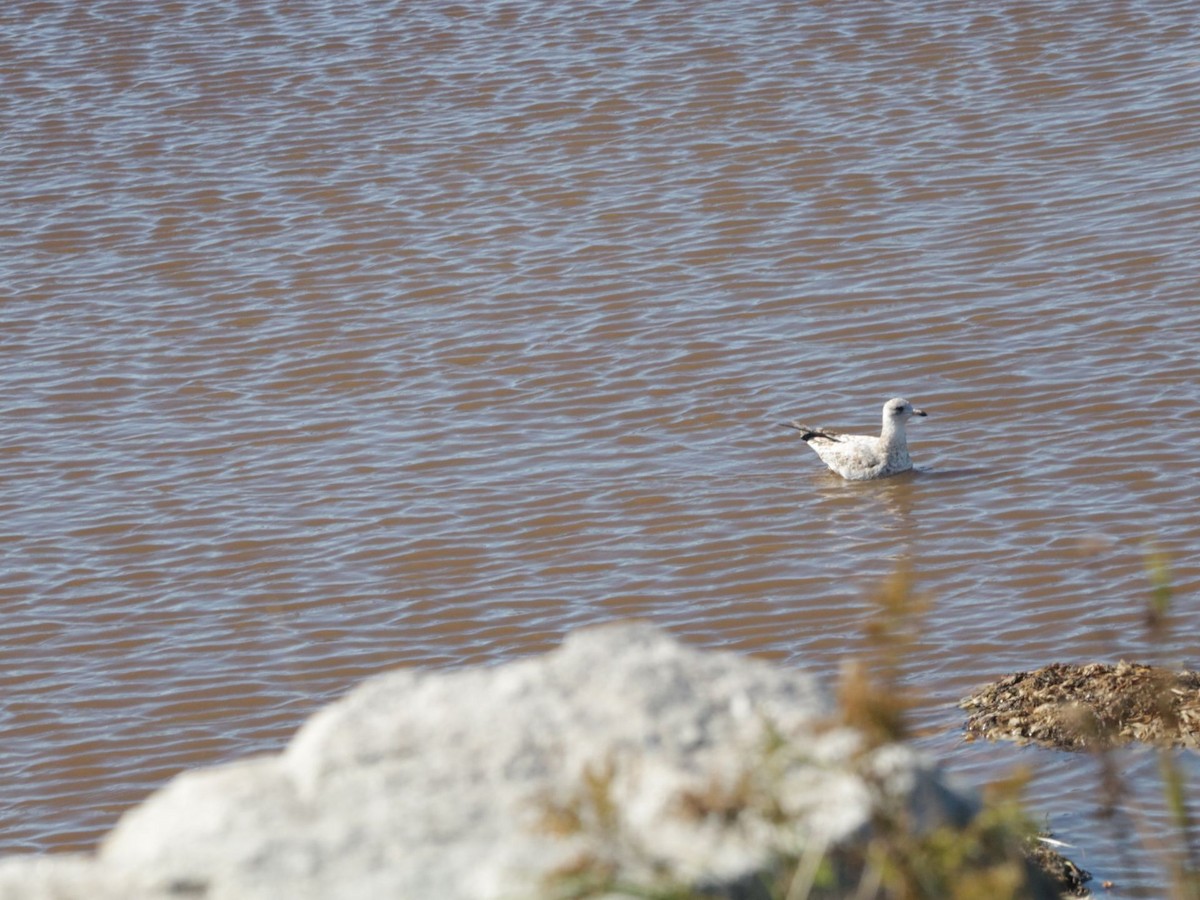 Ring-billed Gull - ML493344331