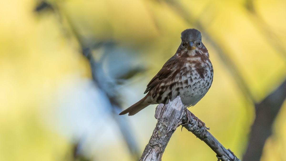 Fox Sparrow - ML493344391