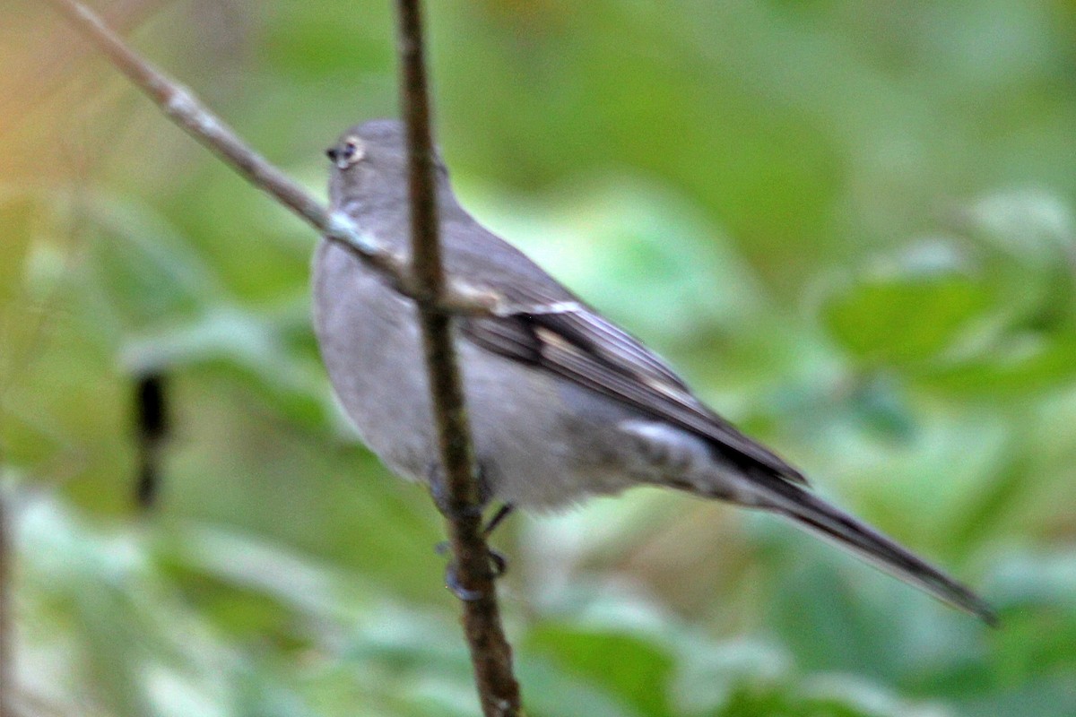 Townsend's Solitaire - Anonymous