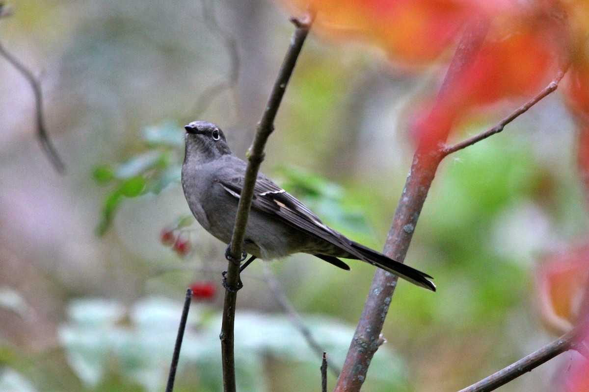 Townsend's Solitaire - Anonymous
