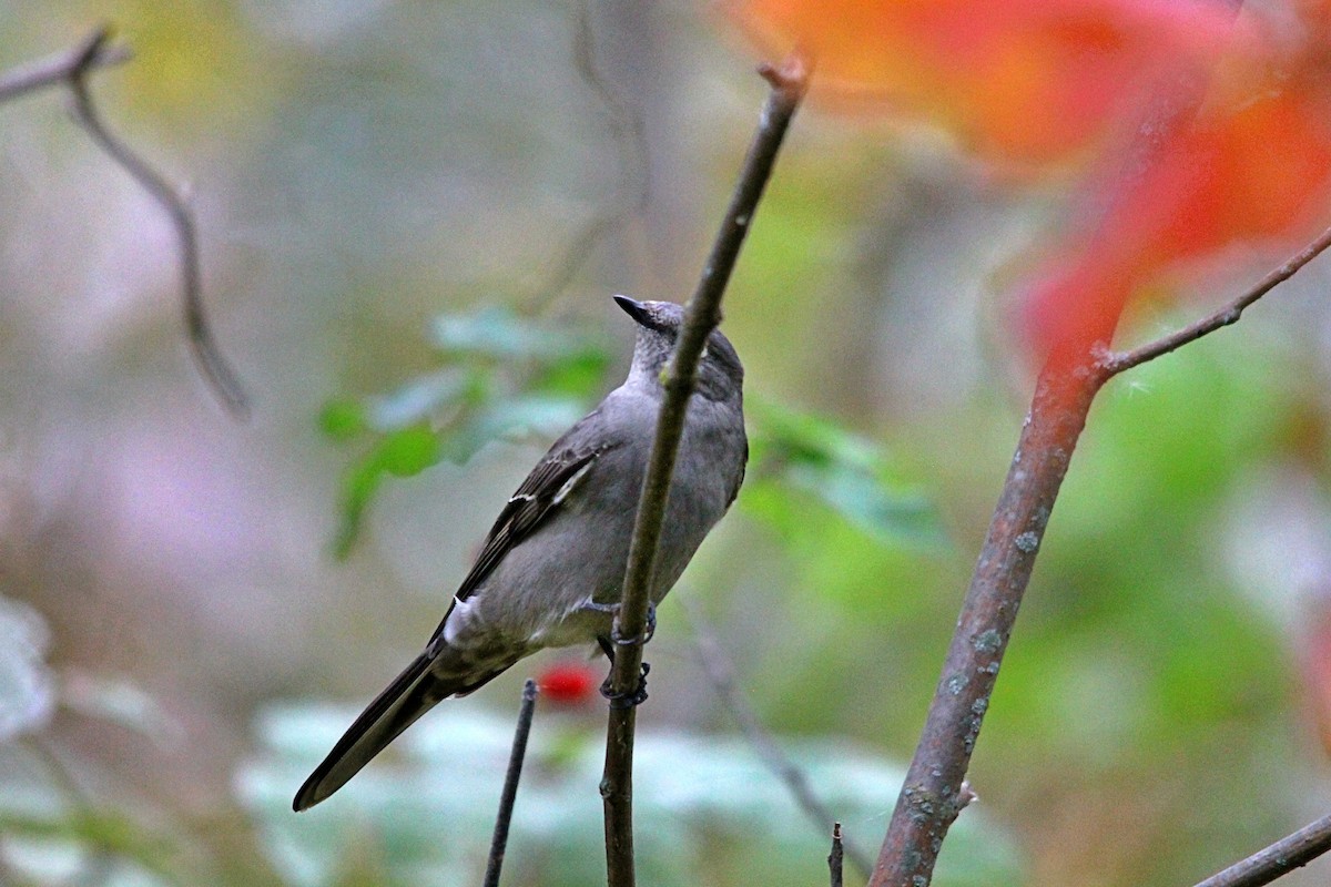 Townsend's Solitaire - Anonymous