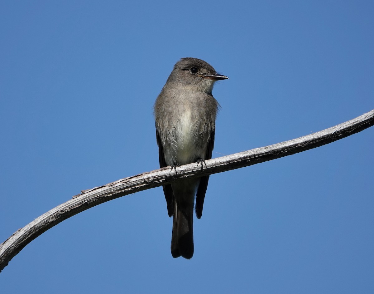 Western Wood-Pewee - Mark Goodwin