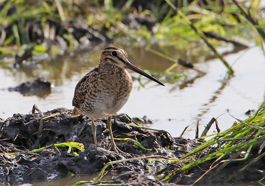 Pin-tailed Snipe - ML493345671