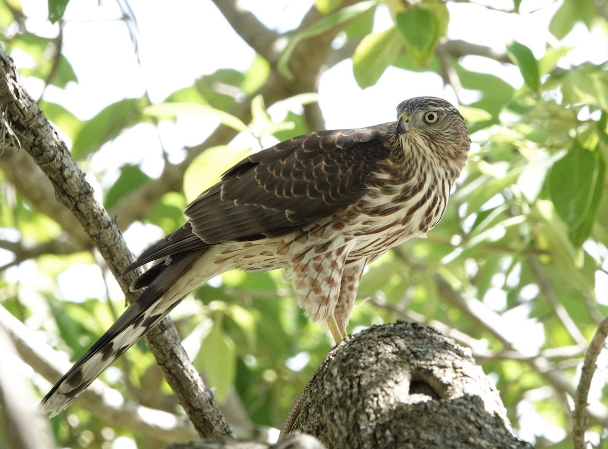 Cooper's Hawk - ML493346241