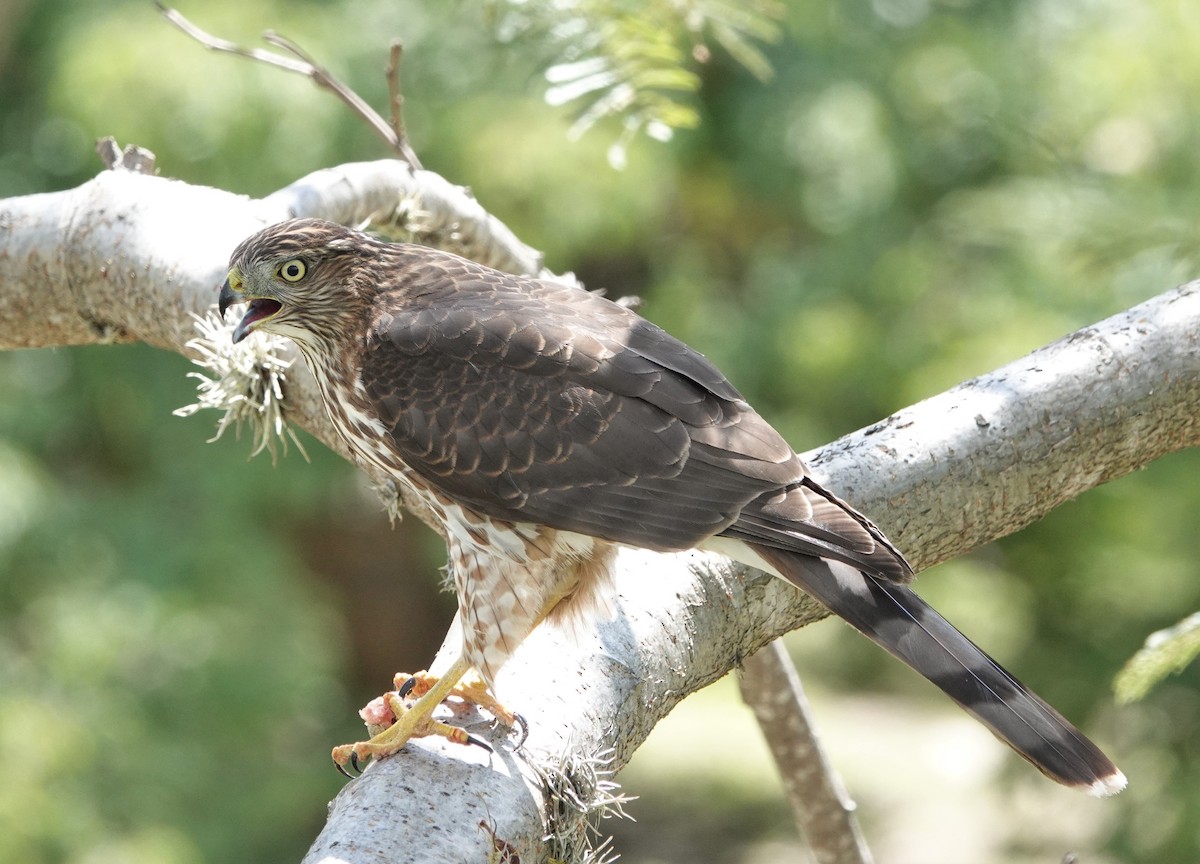 Cooper's Hawk - ML493346291