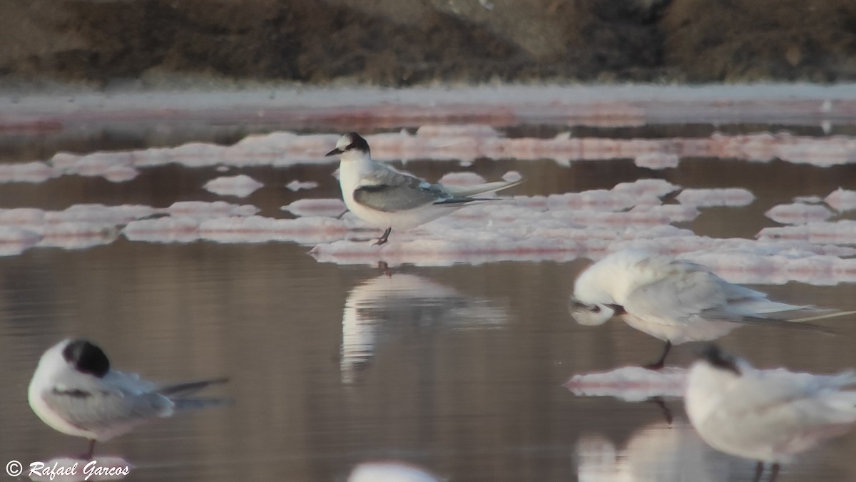 Arctic Tern - ML493346981