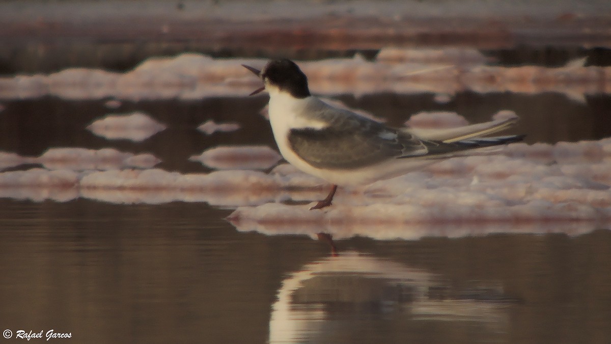 Arctic Tern - ML493346991