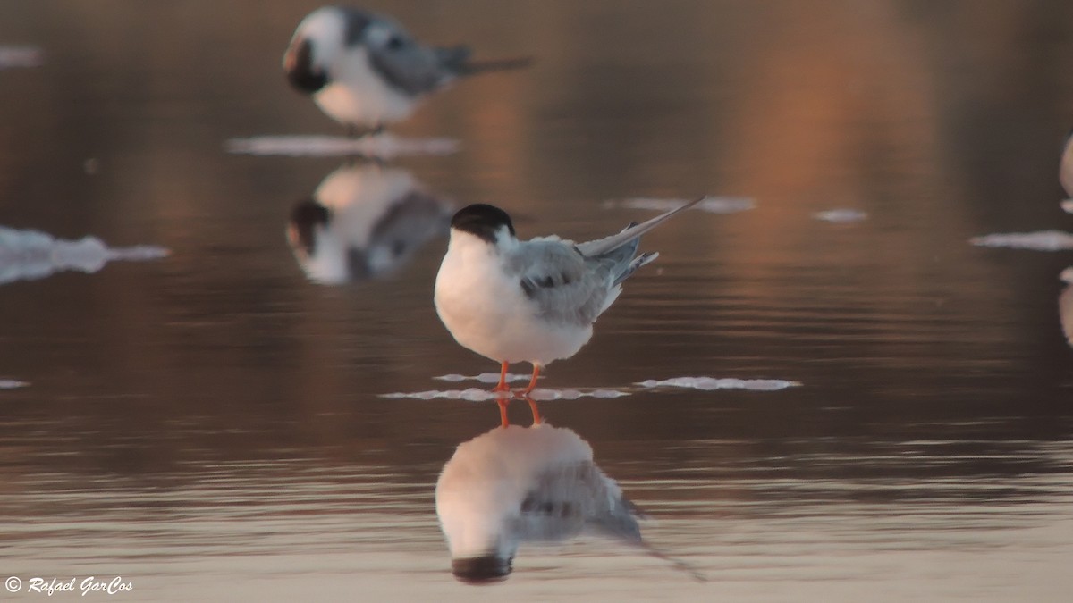 Arctic Tern - ML493347681