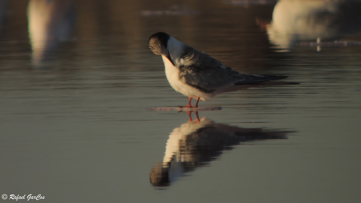 Arctic Tern - ML493347691