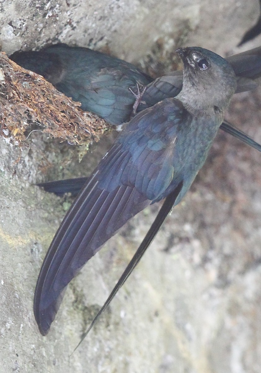 Plume-toed Swiftlet - ML493348721