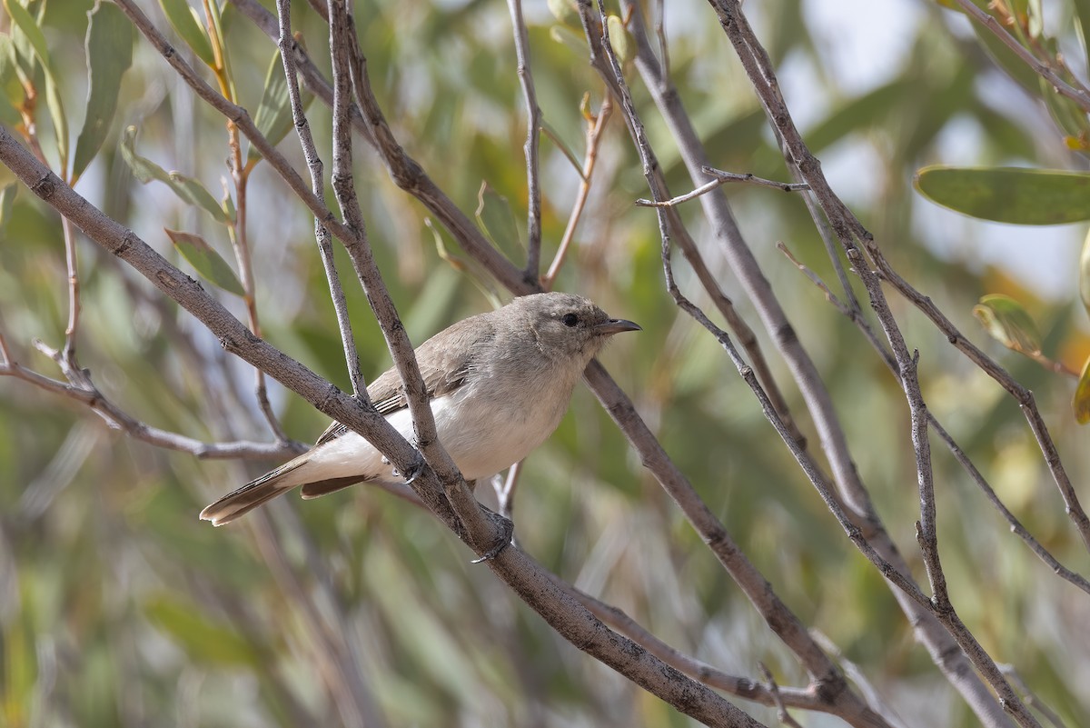 Gray Honeyeater - ML493349471