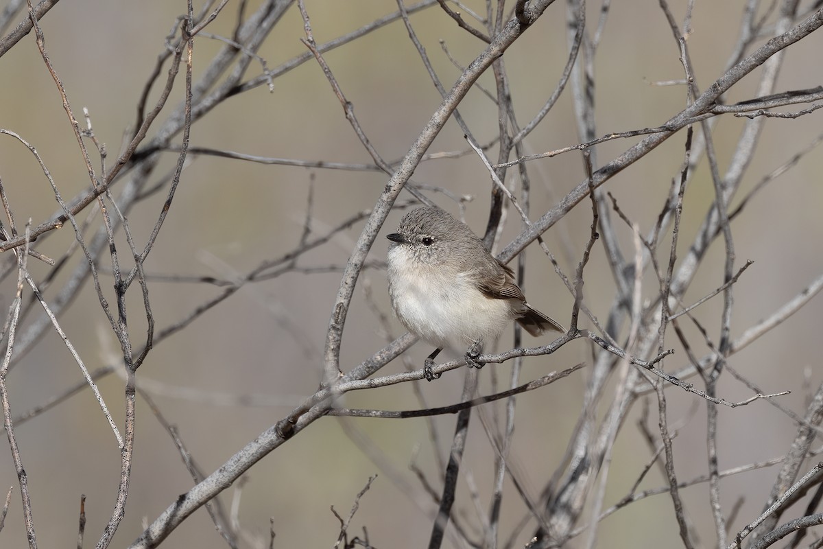 Slaty-backed Thornbill - ML493349791