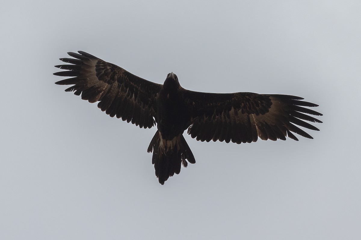 Wedge-tailed Eagle - ML493350061