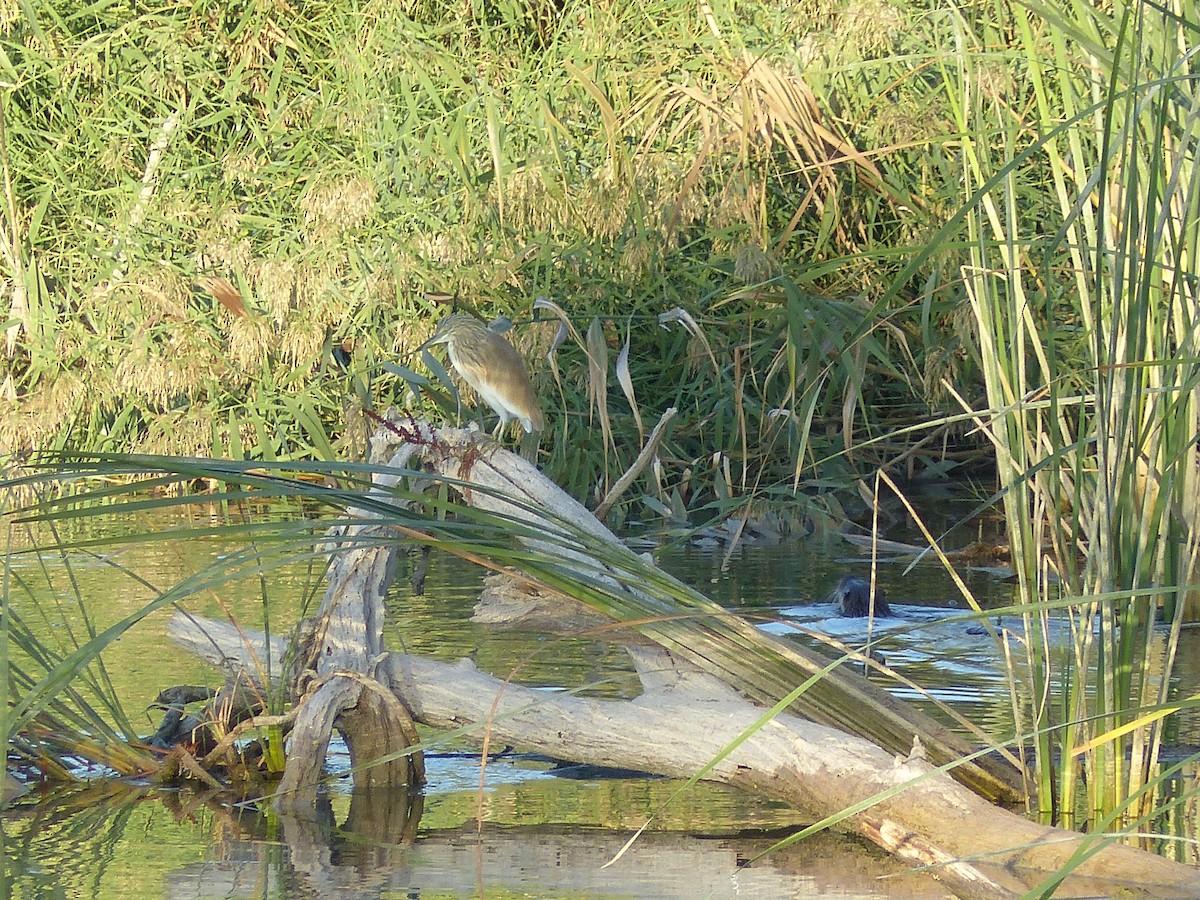 Squacco Heron - ML493350501
