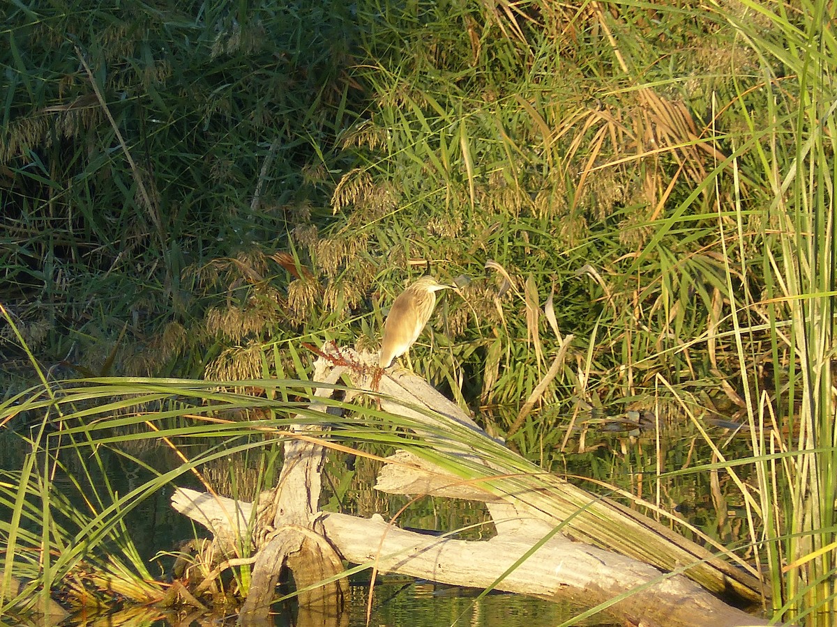 Squacco Heron - ML493350511
