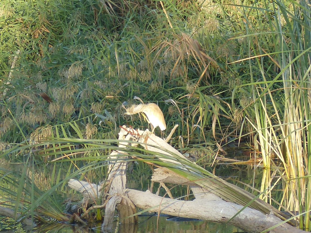 Squacco Heron - ML493350521