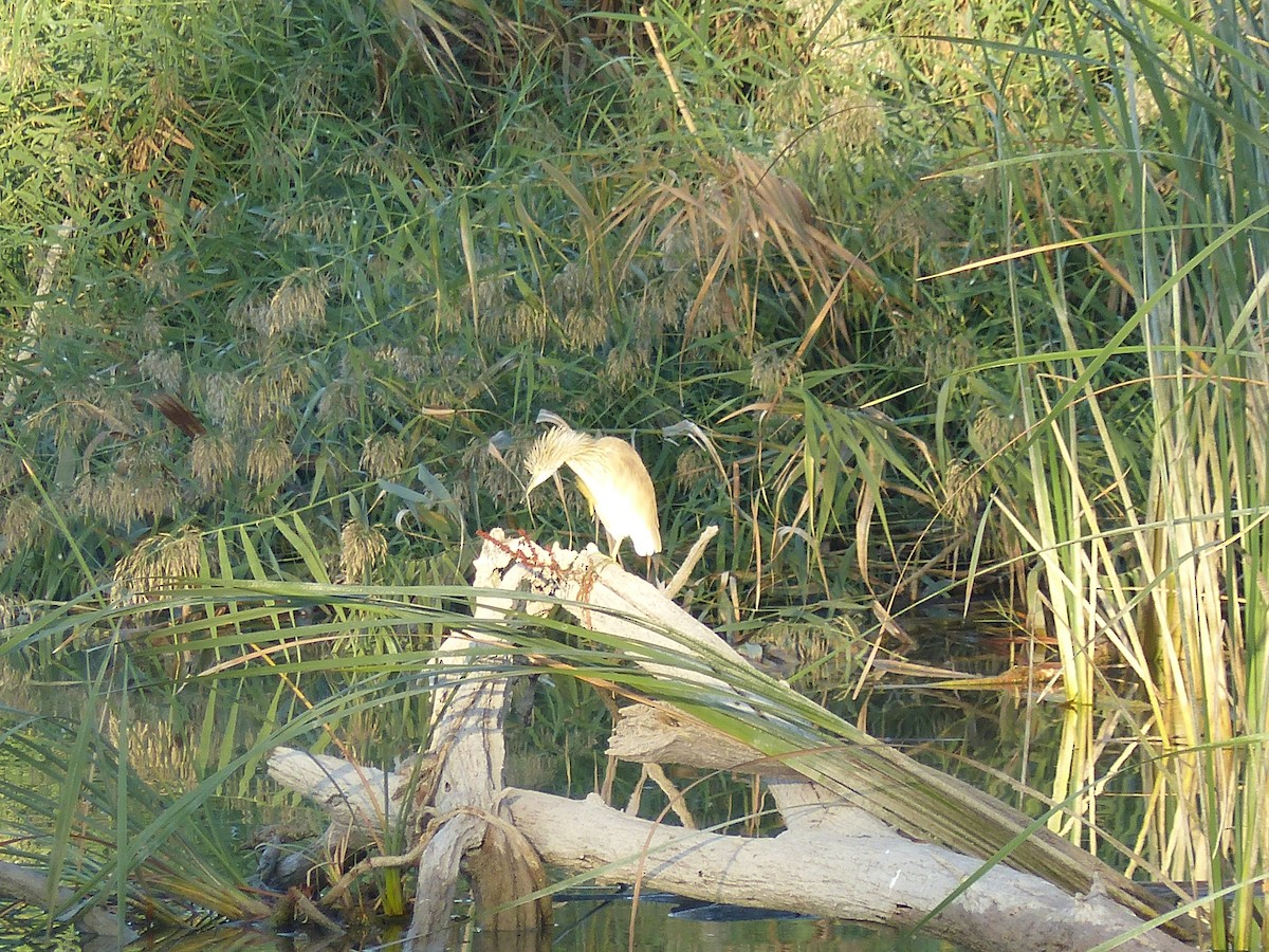 Squacco Heron - ML493350531
