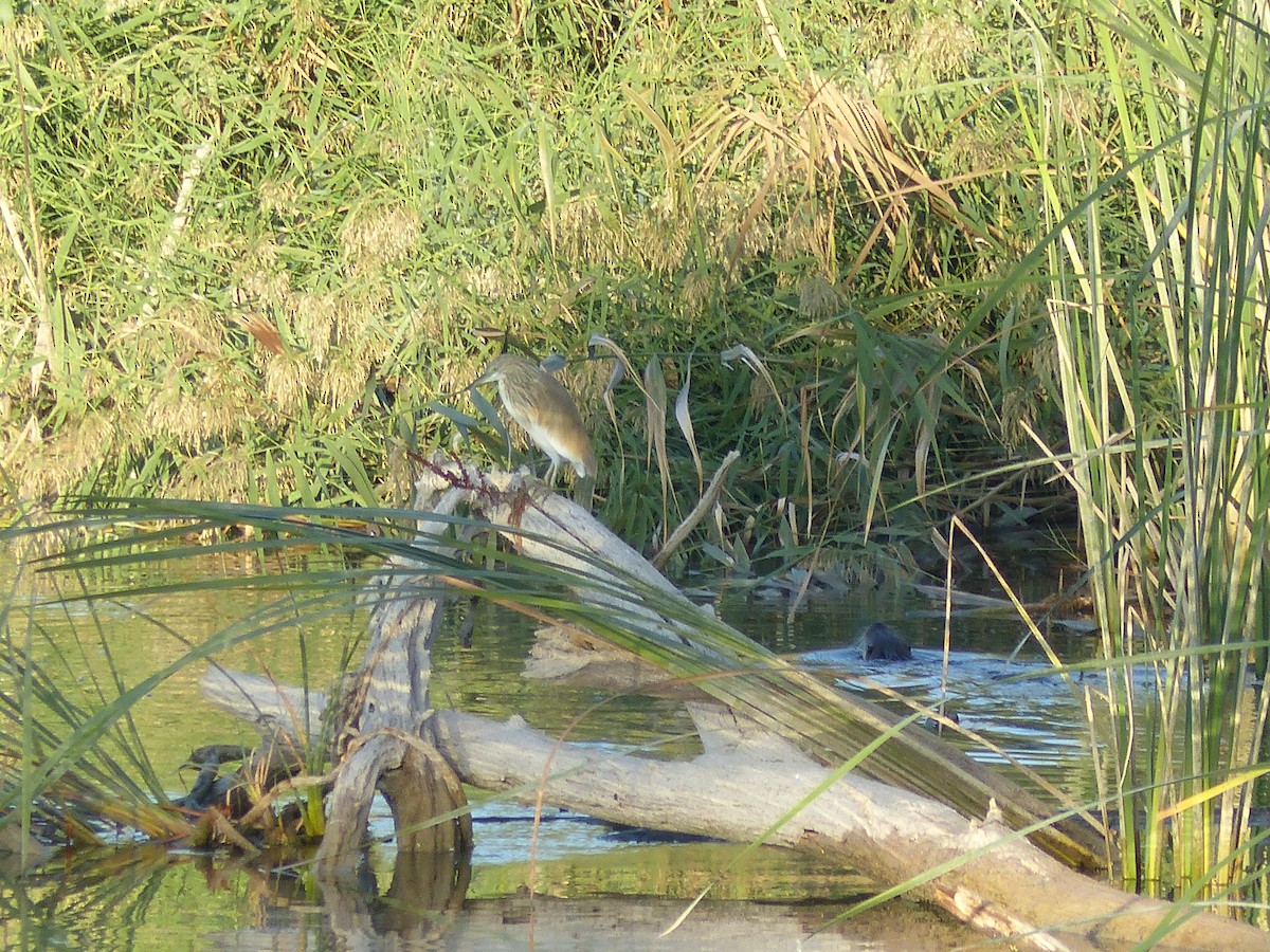 Squacco Heron - ML493350541