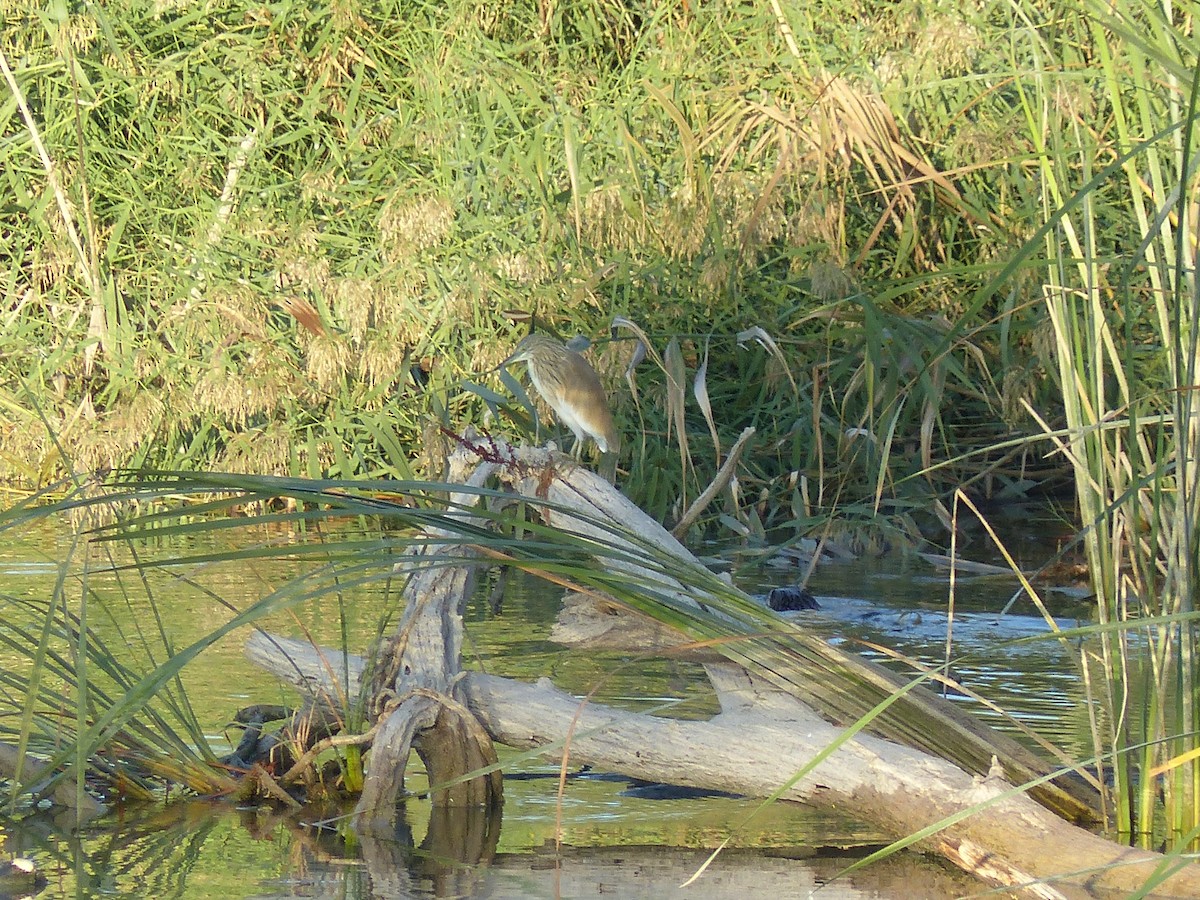 Squacco Heron - ML493350551