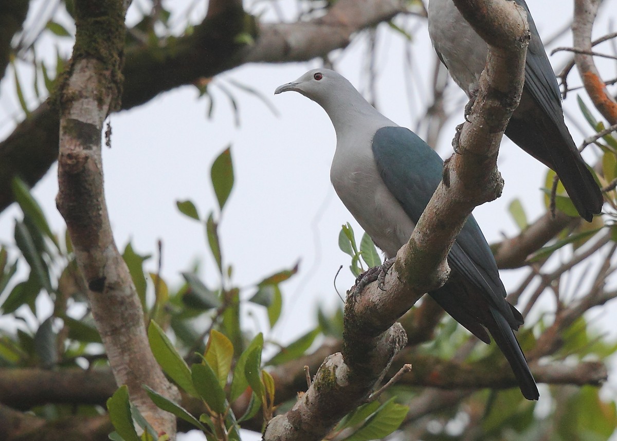 Nicobar Imperial-Pigeon - ML493350941