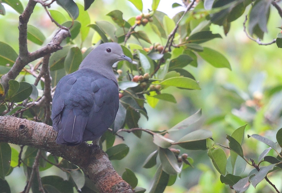 Nicobar Imperial-Pigeon - ML493350951