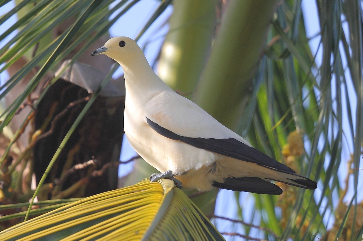 Dúcula Bicolor - ML493351081