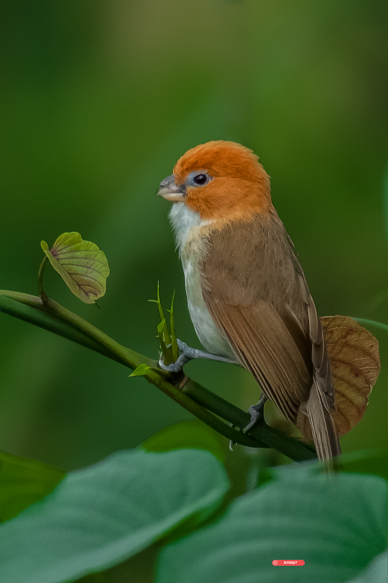 White-breasted Parrotbill - biswajit singha