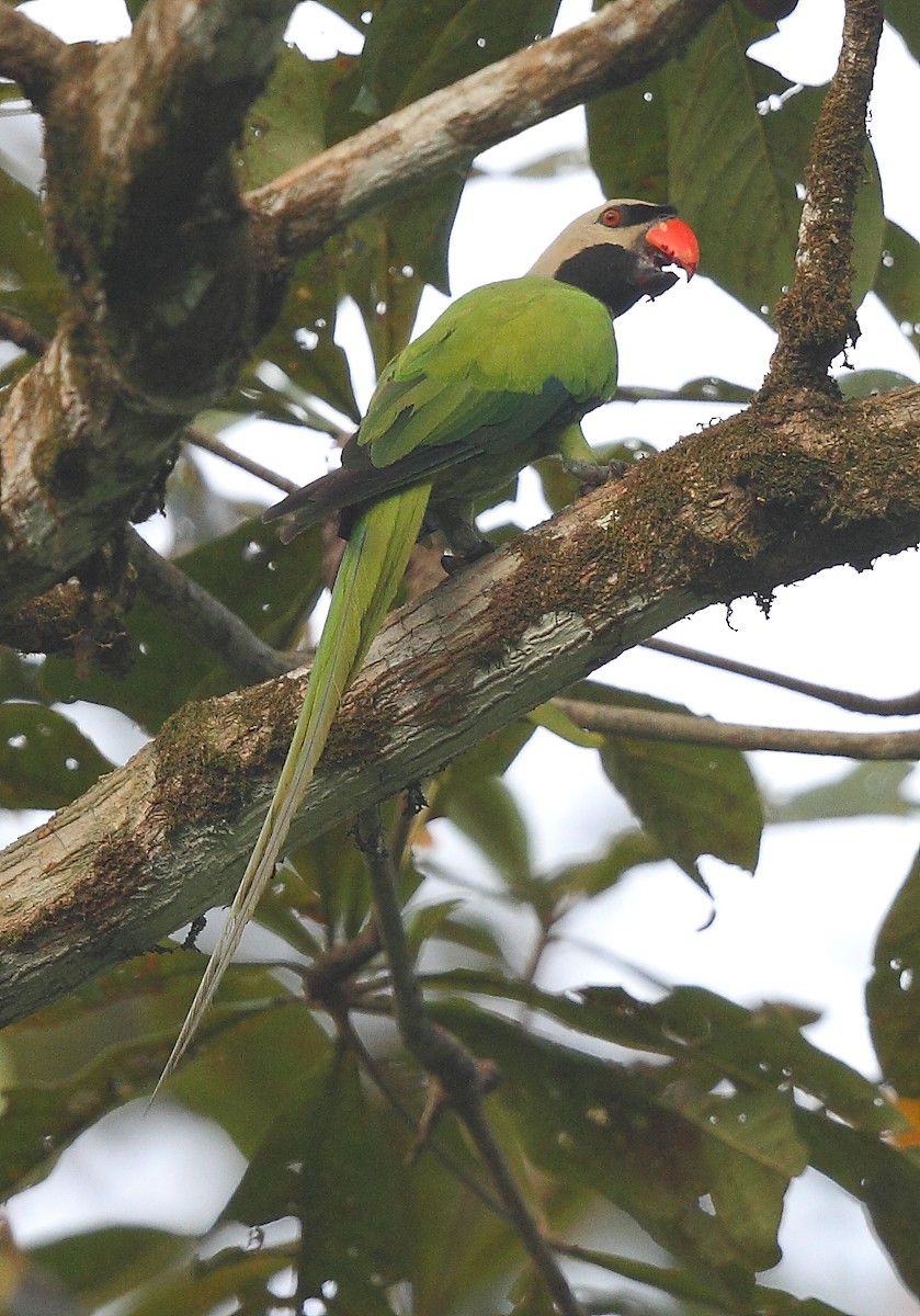 Nicobar Parakeet - ML493351591