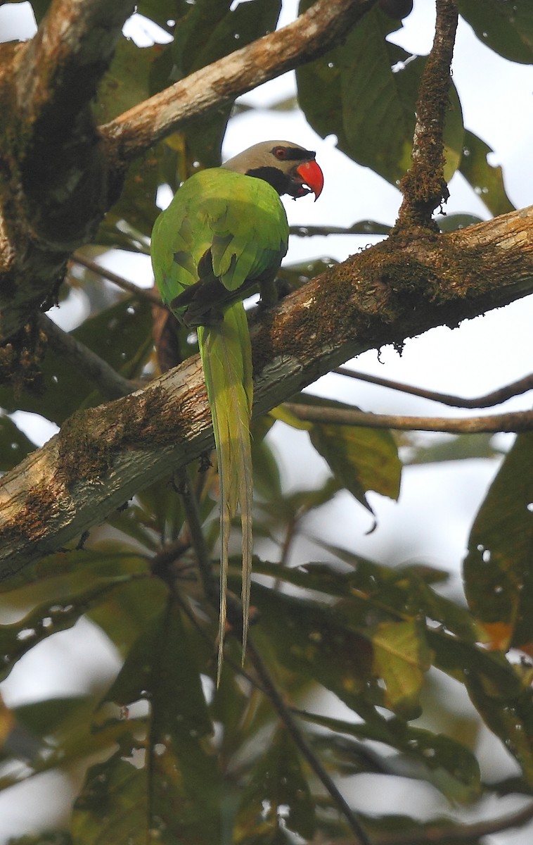 Nicobar Parakeet - ML493351621