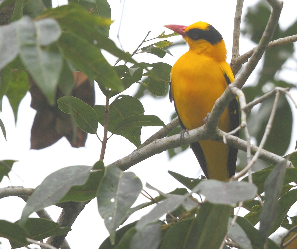 Black-naped Oriole - Krishnan Sivasubramanian