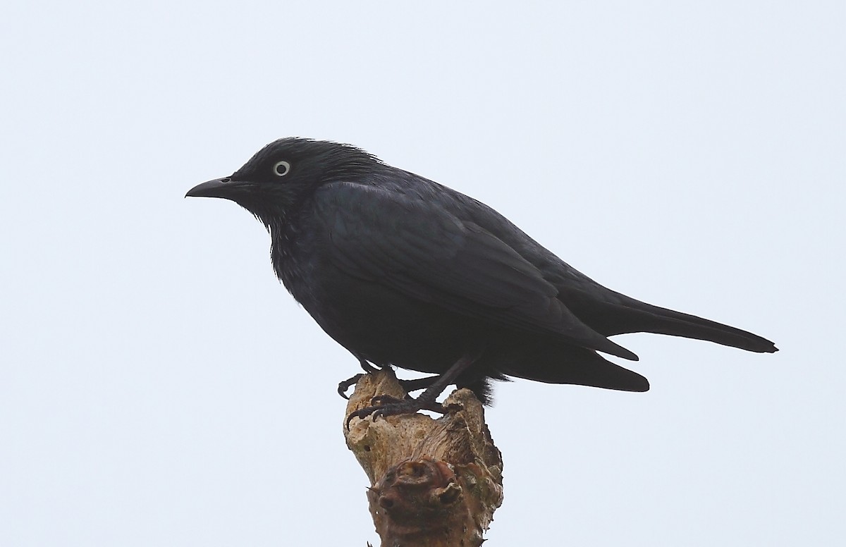 Asian Glossy Starling - ML493351891