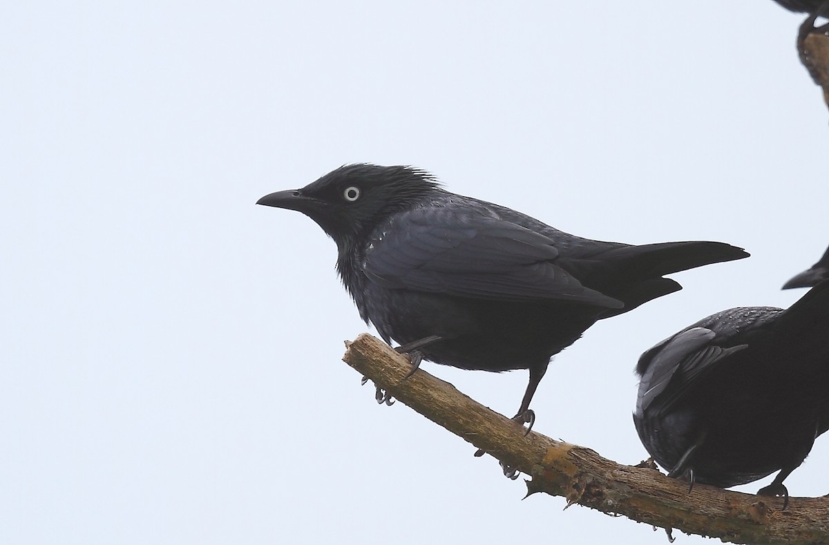 Asian Glossy Starling - Krishnan Sivasubramanian