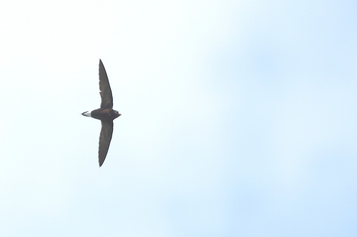 Brown-backed Needletail - ML493352001