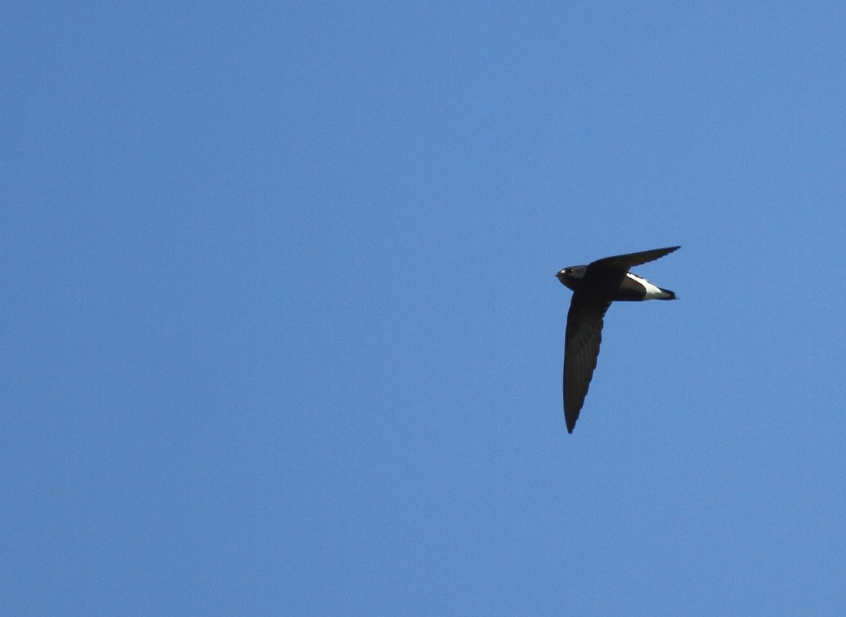 Brown-backed Needletail - ML493352011
