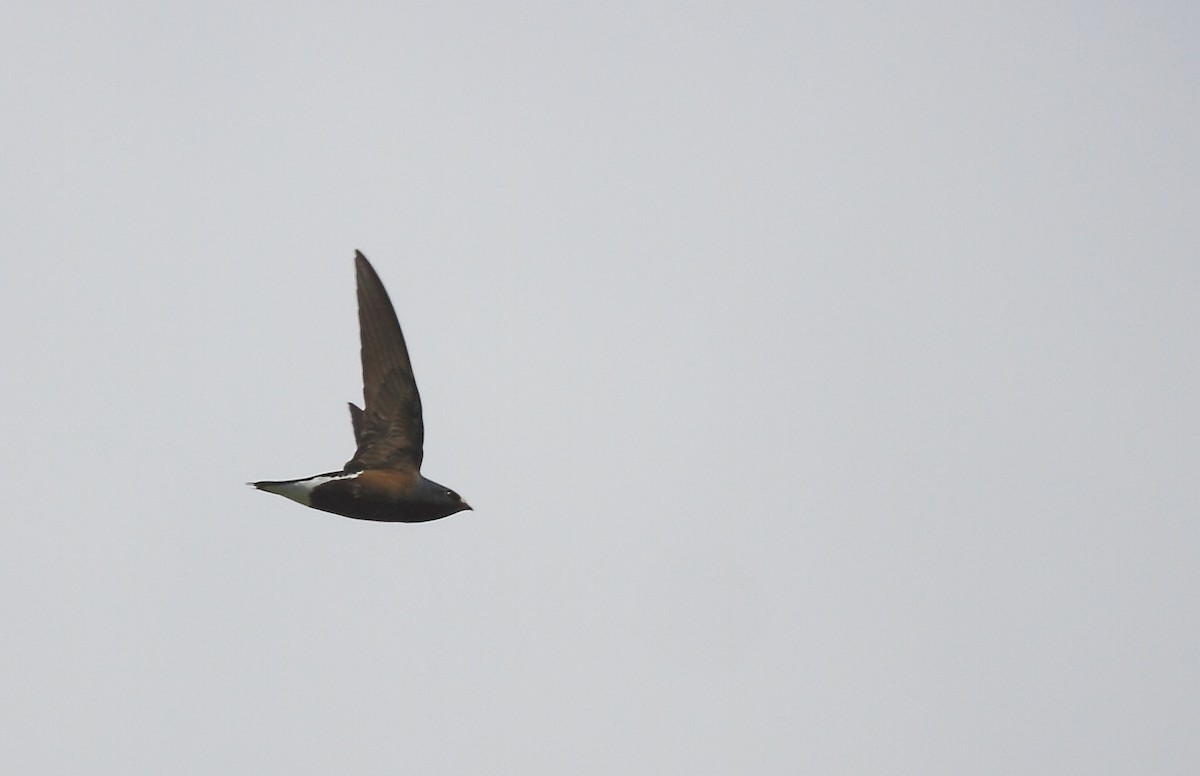 Brown-backed Needletail - ML493352021