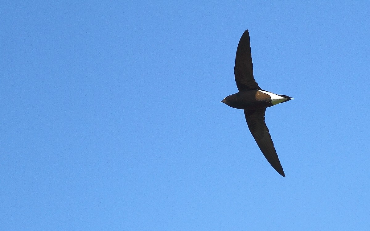 Brown-backed Needletail - ML493352031